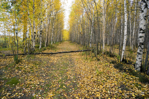 Road in the autumn forest. - Photo, Image