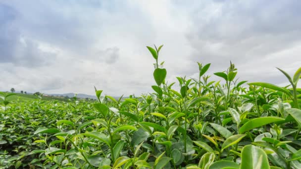 Herbata plantation w Tajlandii - Materiał filmowy, wideo