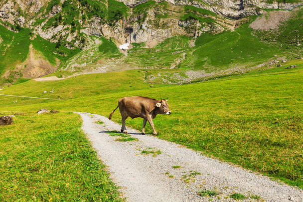 Mountain landscape with cows - Фото, зображення