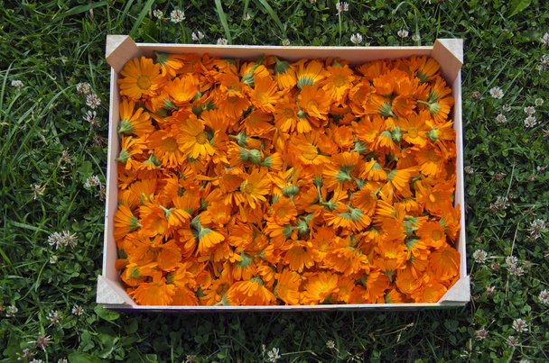Calendula kadife çiçeği Bahçe ahşap kutusunda aldı - Fotoğraf, Görsel