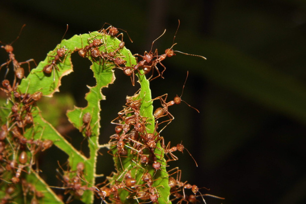 hormiga roja en la hoja
 - Foto, Imagen