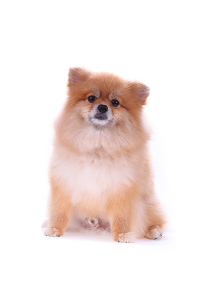 brown pomeranian dog isolated on white background, cute pet - Foto, imagen