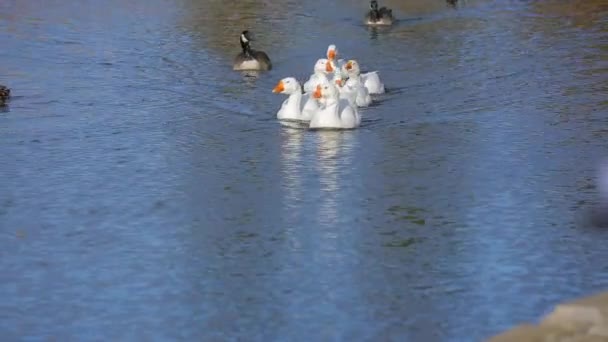Grupa kaczek pływanie w jeziorze - Materiał filmowy, wideo
