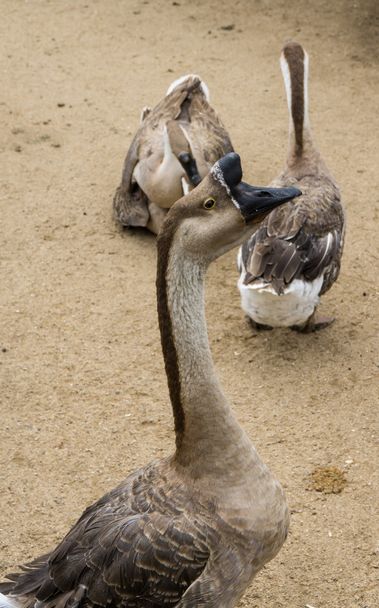 goos mating reproducing geese birds - Foto, immagini