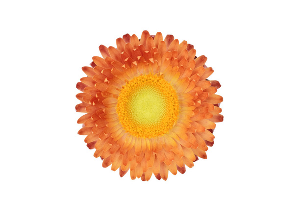 Растение стручкового цветка (Xerochrysum Bracteatum), изолированное от бака
 - Фото, изображение