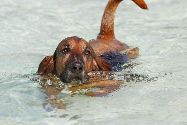 Bloodhound Basset Hound perro mixto nadando en la piscina
 - Foto, Imagen