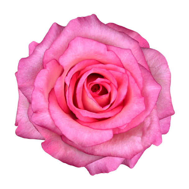 Rosa rosa flor aislada sobre fondo blanco - Foto, imagen