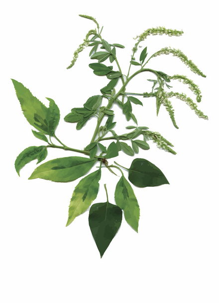 Suché herbář rostlin. květy a listy vektorové ilustrace - Vektor, obrázek