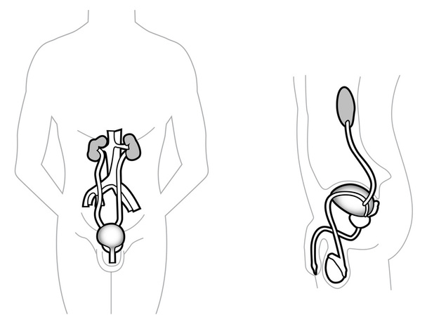 Urinaria maschile
 - Vettoriali, immagini