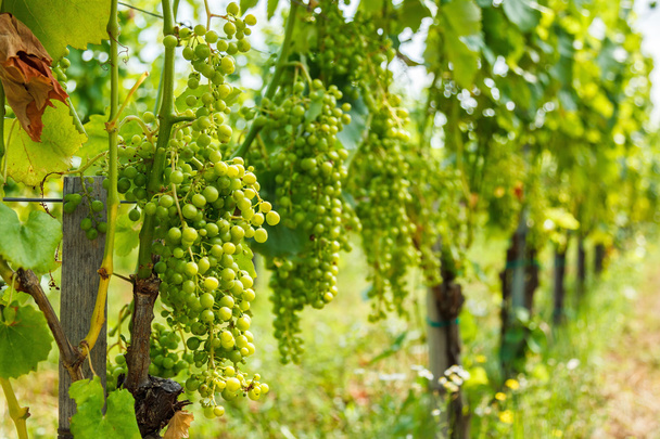 Green Harslevelu (linden leaf) grape clusters in vineyard - Photo, Image