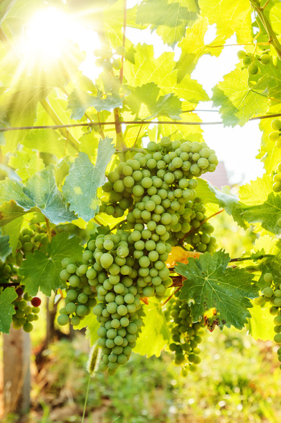 Green Blauer Portugeiser grape clusters in sunlight - Photo, Image