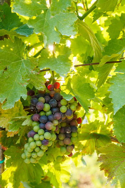 Zöld Blauer Portugeiser szőlő klaszterek - Fotó, kép