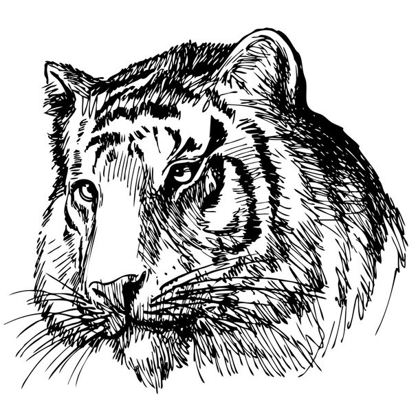 hoofd van tiger hand getrokken - Vector, afbeelding