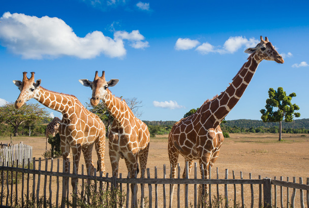 group of Rothschilds giraffes - Photo, Image