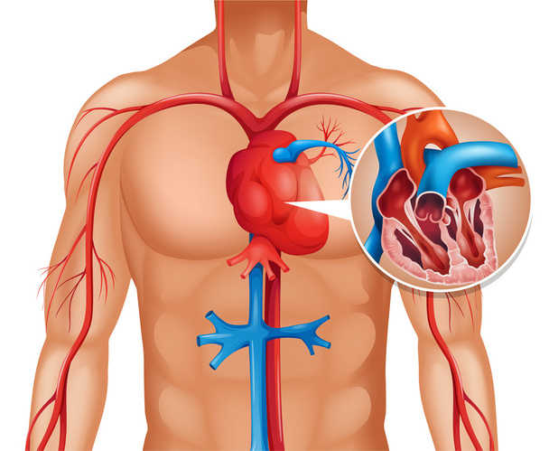Az emberi szív zoom - Vektor, kép
