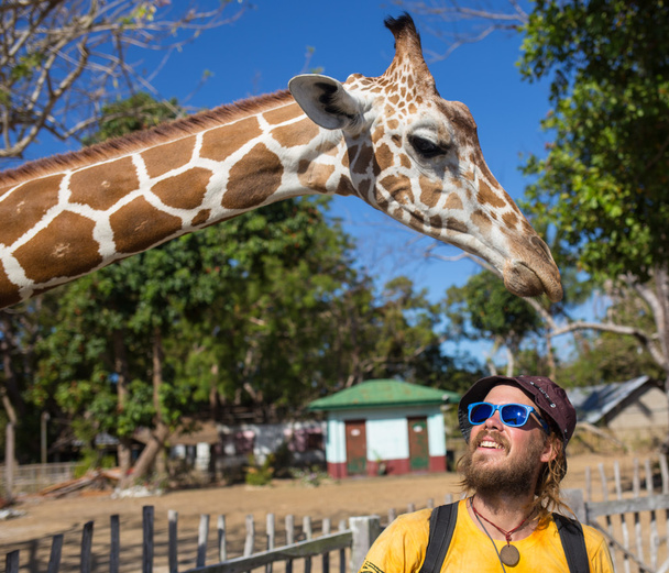 Girafas em Kruger park África do Sul
 - Foto, Imagem