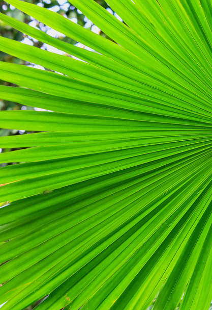 Texture of Green palm Leaf - Photo, Image