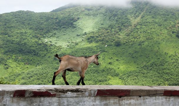 Goats on the mountain road - Photo, Image
