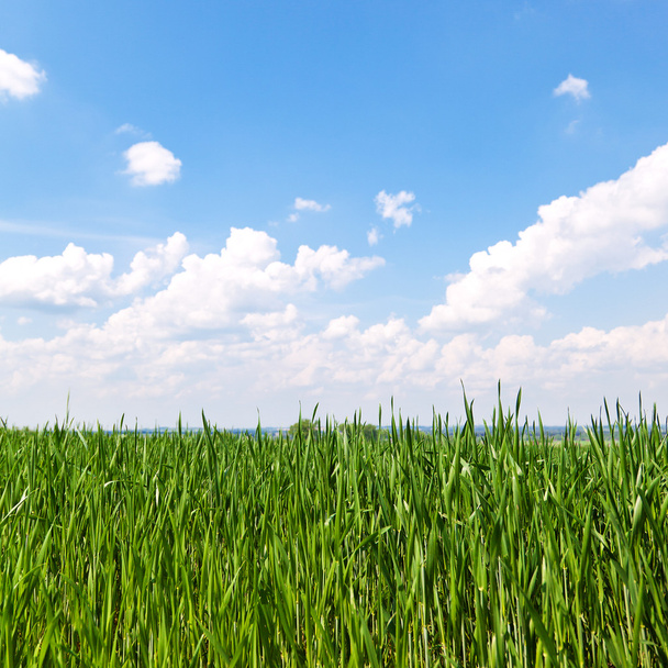 Zelená tráva a modré nebe - Fotografie, Obrázek