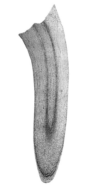Μαύρο και άσπρο καλαμπόκι ρίζα άκρη μικρογράφημα - Φωτογραφία, εικόνα