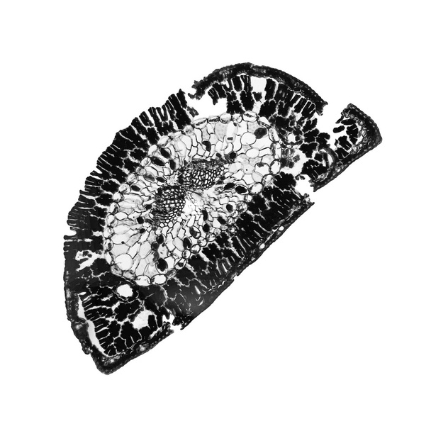 Micrógrafo de hoja de pino blanco y negro
 - Foto, imagen