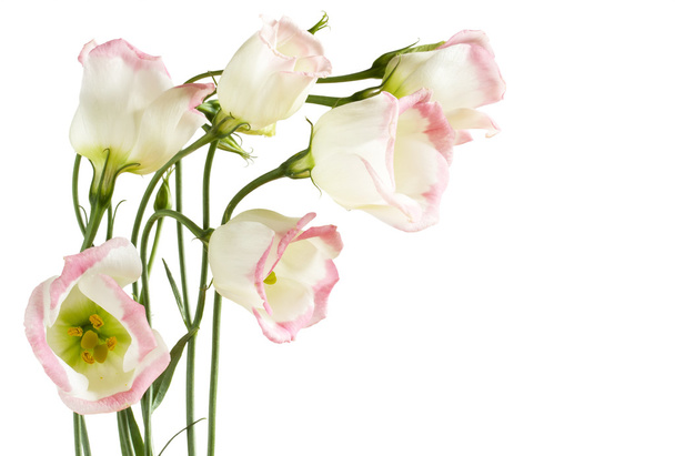 Lisianthus kwiaty na białym tle - Zdjęcie, obraz
