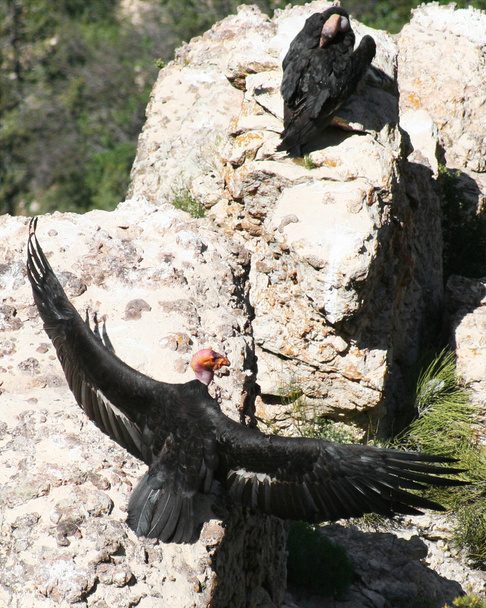 California Condors, Gymnogyps californianus, Descanse em um penhasco no Grand C
 - Foto, Imagem