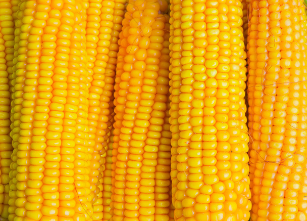 Vértes érett kukorica fülek - Fotó, kép
