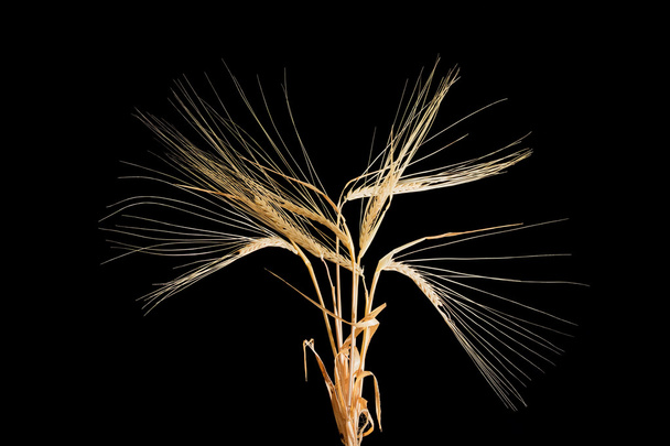 Several stems of barley with spikelets on a black background - Photo, Image