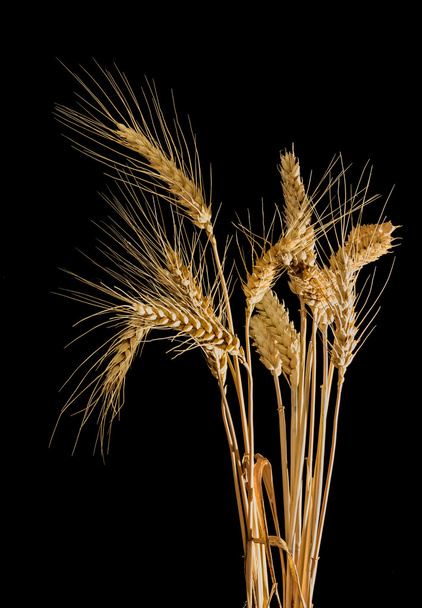 Několik lodyh pšenice s klásky na černém pozadí - Fotografie, Obrázek