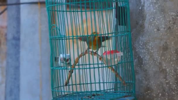 Birdcage with the bird at house - Materiaali, video