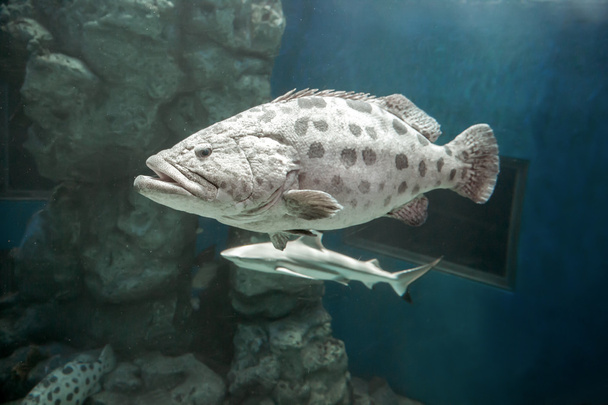 Brown spotted grouper - Photo, Image