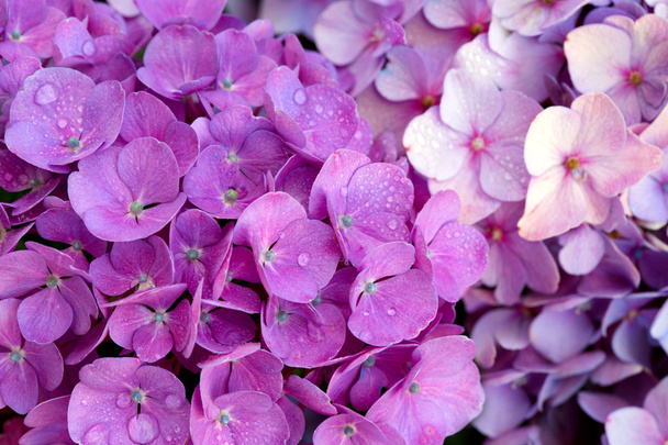 Ροζ ορτανσία Λουλούδια φόντο. - Φωτογραφία, εικόνα