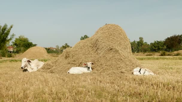 Vaca branca com bezerros deitados em um campo por uma pilha de feno
 - Filmagem, Vídeo