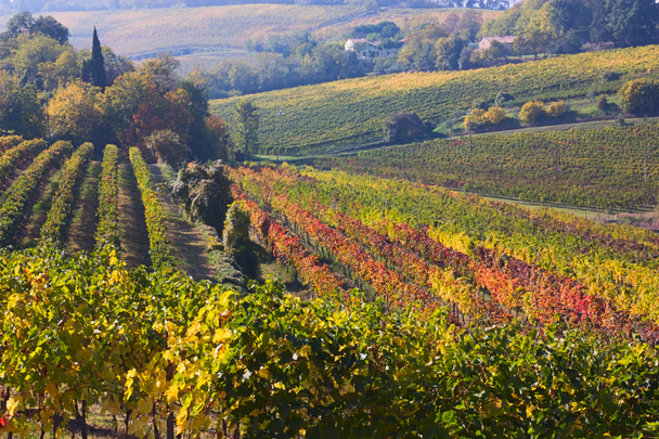 olasz szőlő - Fotó, kép