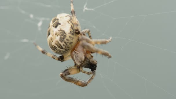 Spider is devouring a fly - Footage, Video
