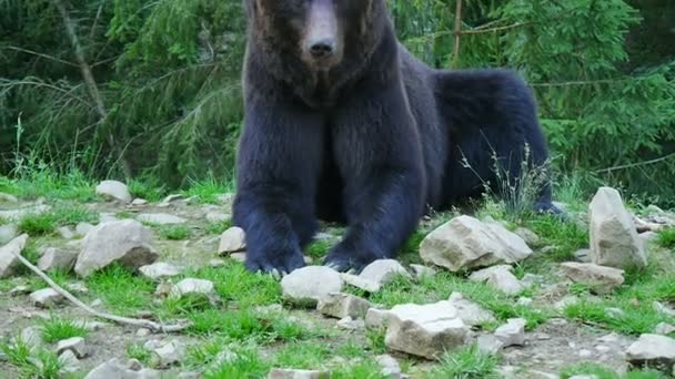 czarny niedźwiedź - Materiał filmowy, wideo