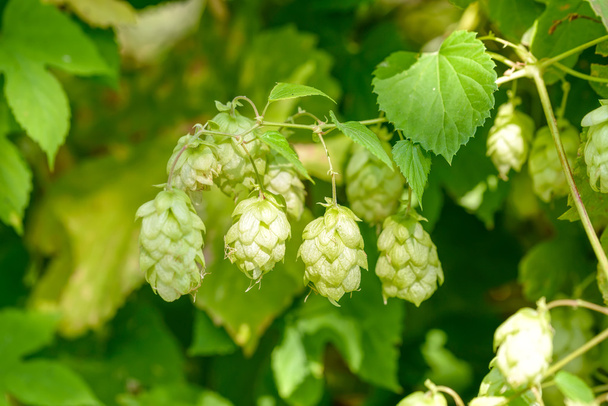 Humulus Lupulus Flowers, Also Called Hops - Photo, Image