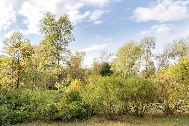 Různé stromy a keře v parku během pozdního letního odpoledne. Tok měkké bílé mraky na modré obloze. - Fotografie, Obrázek