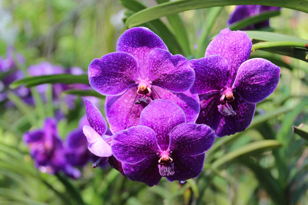 Thaimaalainen orkidea
 - Valokuva, kuva