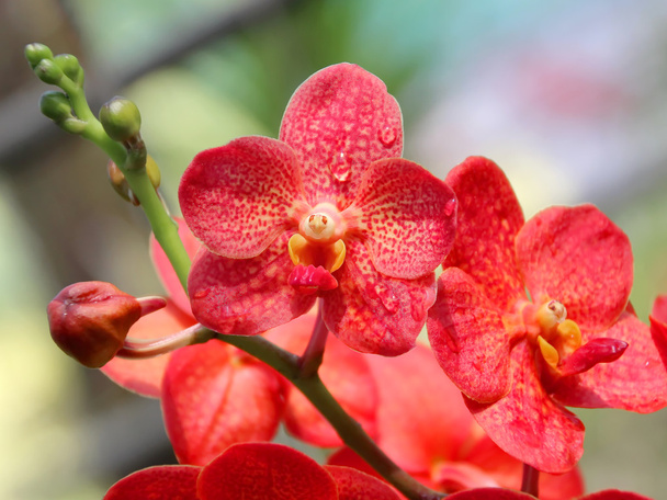 Orchidée thaïlandaise
 - Photo, image