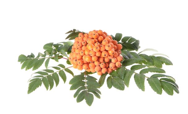 Rowan (Sorbus aucuparia) berries - Photo, Image