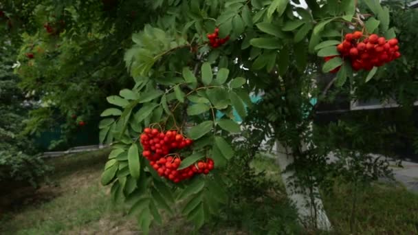 red rowan berries summer. - Záběry, video
