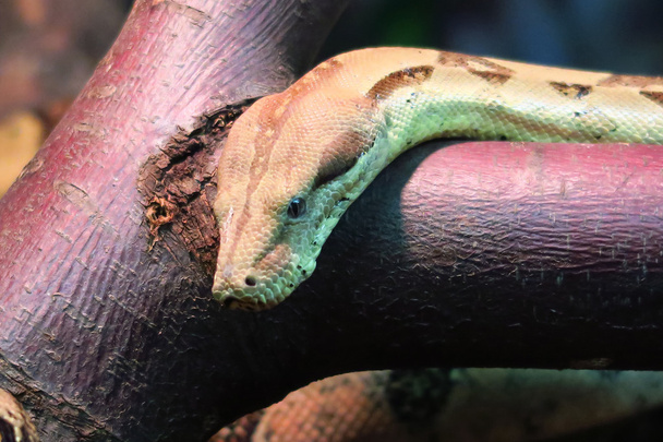 Hoofd boa constrictor - Foto, afbeelding