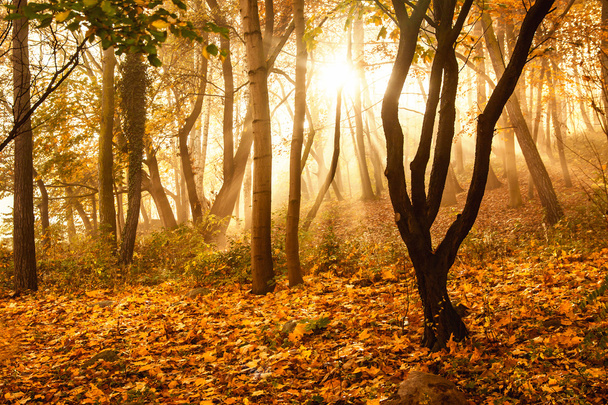 Mystical sun rays between trees - Fotoğraf, Görsel