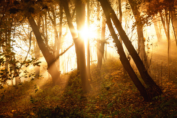 Mystical sun rays between trees - Photo, Image