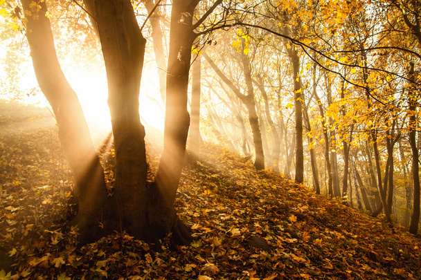 Raios de sol místicos entre árvores
 - Foto, Imagem