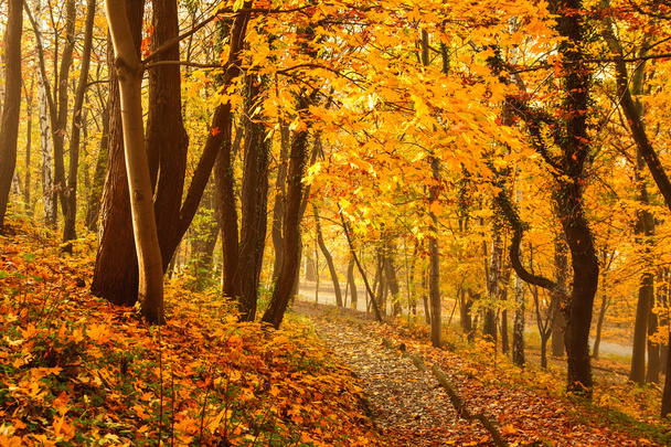 Autumn season colorful trees in park - Photo, image