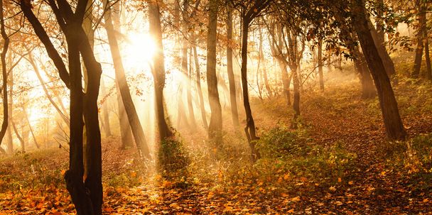 Raios de sol místicos entre árvores
 - Foto, Imagem