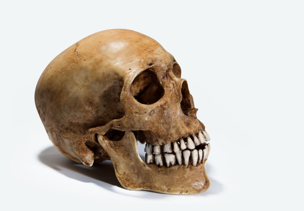 Human skull on isolated - Фото, изображение
